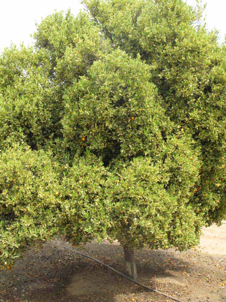            Habit (Riverside, CA)   